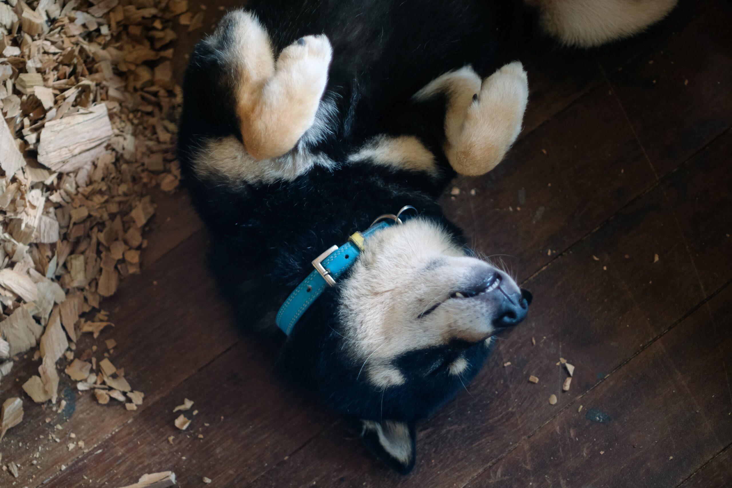 はしもとみおさんのパートナーの月くん(柴犬)