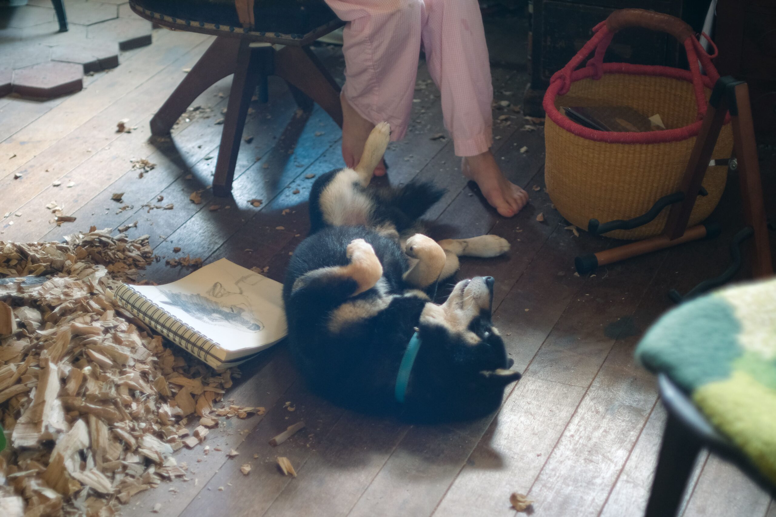 はしもとみおさんのパートナーの月くん(柴犬)