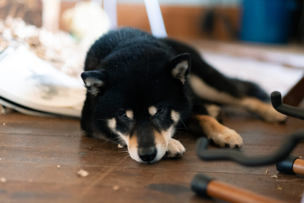 はしもとみおさんのパートナーの月くん(柴犬)
